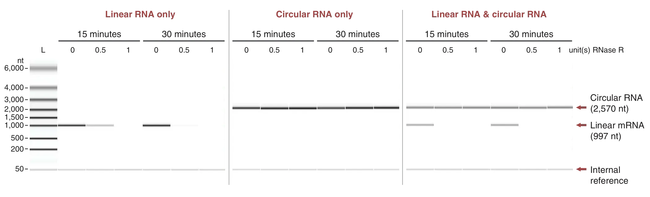 Gels showing optimal performance of RNase R for linear RNA, circular RNA and both