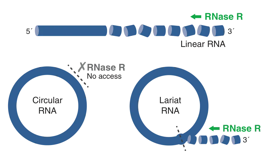 Mechanism of RNase R, showing digestion of linear RNA and tail of lariat RNA, but no access to circular RNA