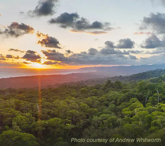 OsaConservation_Blog_Thumb_0425 Aerial view over trees of Osa Peninsula in Costa Rica at sunrise. Photo courtesy of Andrew Whitworth.
