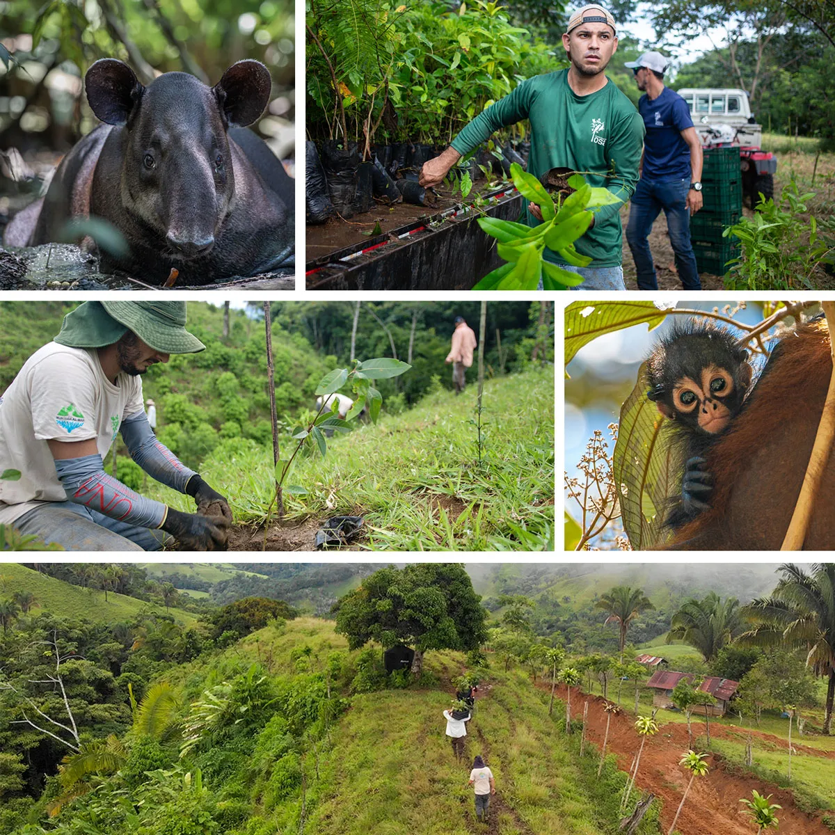 Collage of Osa Conservation initiative. Photos courtesy of Andrew Whitworth.