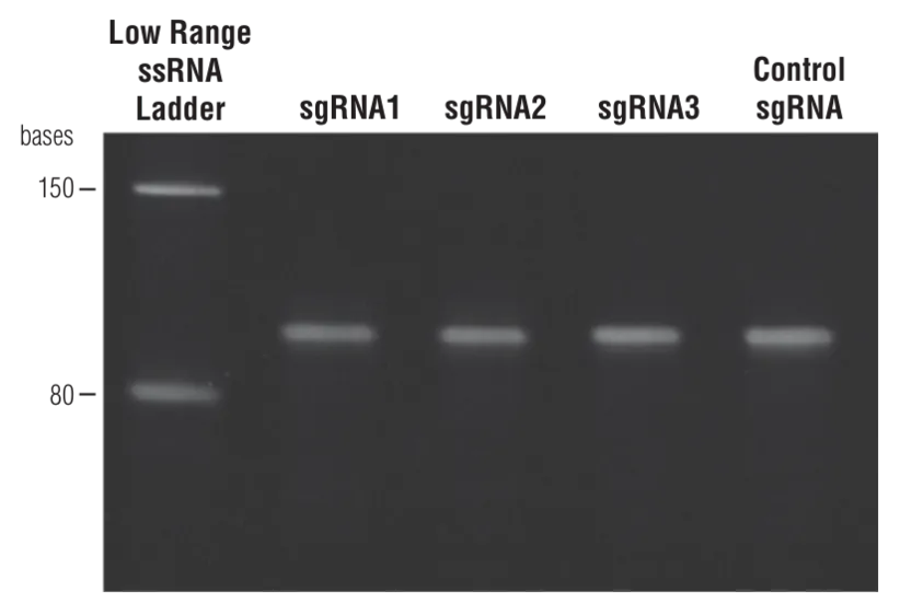 Gel showing sgRNAs synthesized using the EnGen sgRNA Synthesis Kit, S. pyogenes and multiple different target-specific oligos 