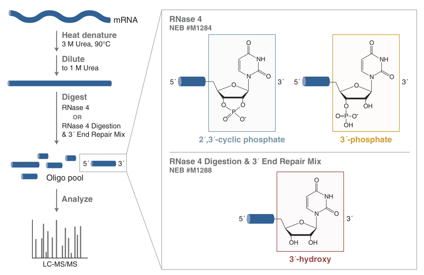 Workflow showing use of RNase 4 or RNase 4 Digestion & 3´ End Repair Mix