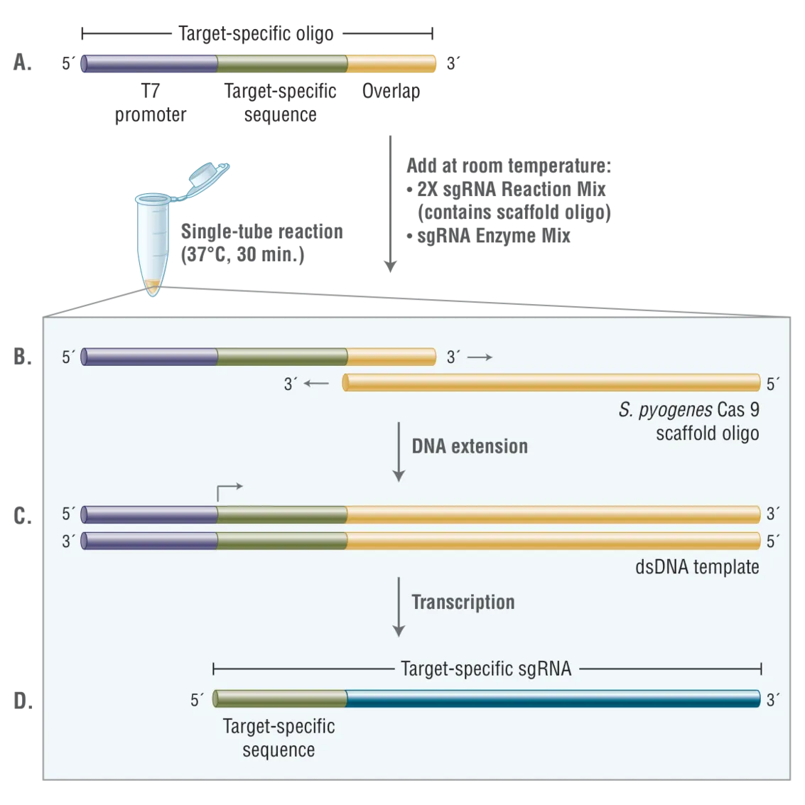 Workflow for the EnGen sgRNA Synthesis Kit showing the original oligo and the single-tube reaction