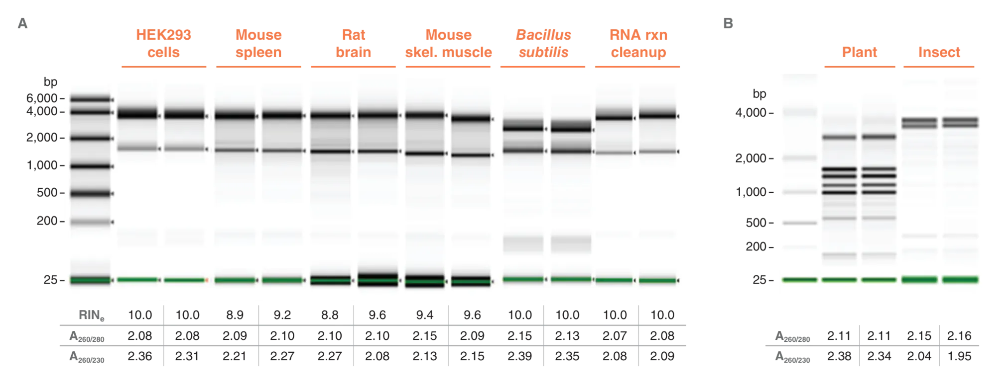 Gel showing a variety of samples