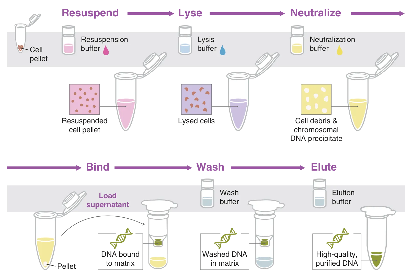Workflow of plasmid miniprep for nucleic acid purification