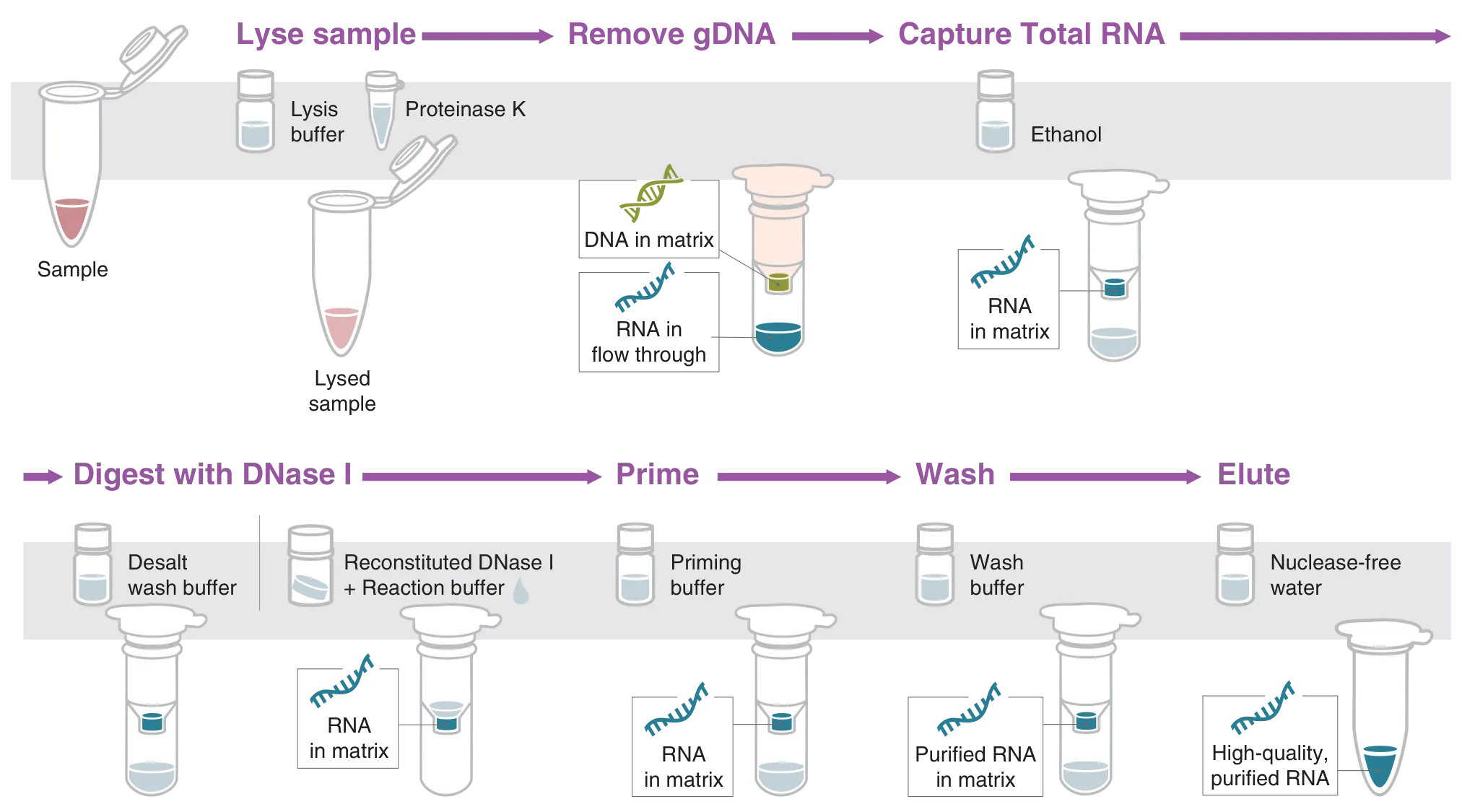 Workflow of RNA extraction and purification for nucleic acid purification