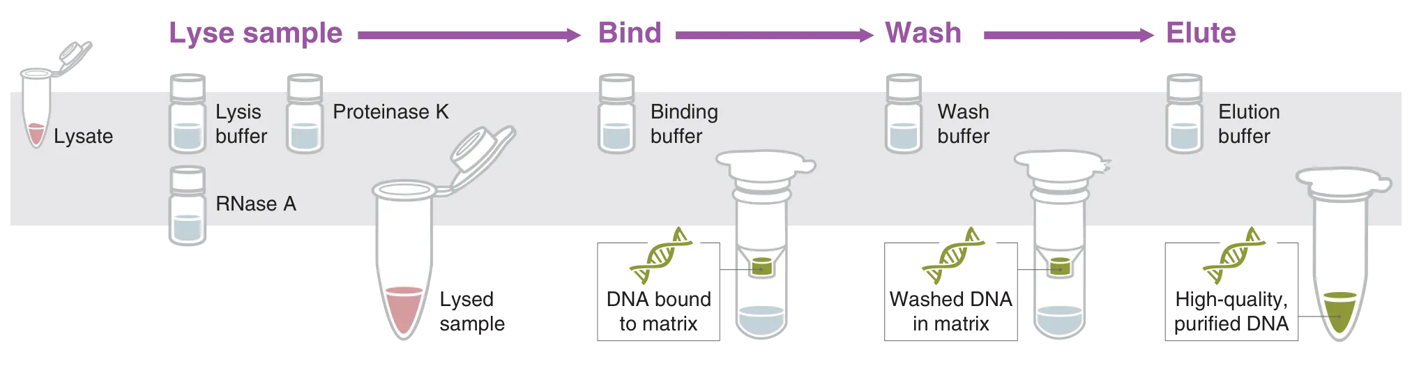 Workflow for gDNA extraction for nucleic acid purification