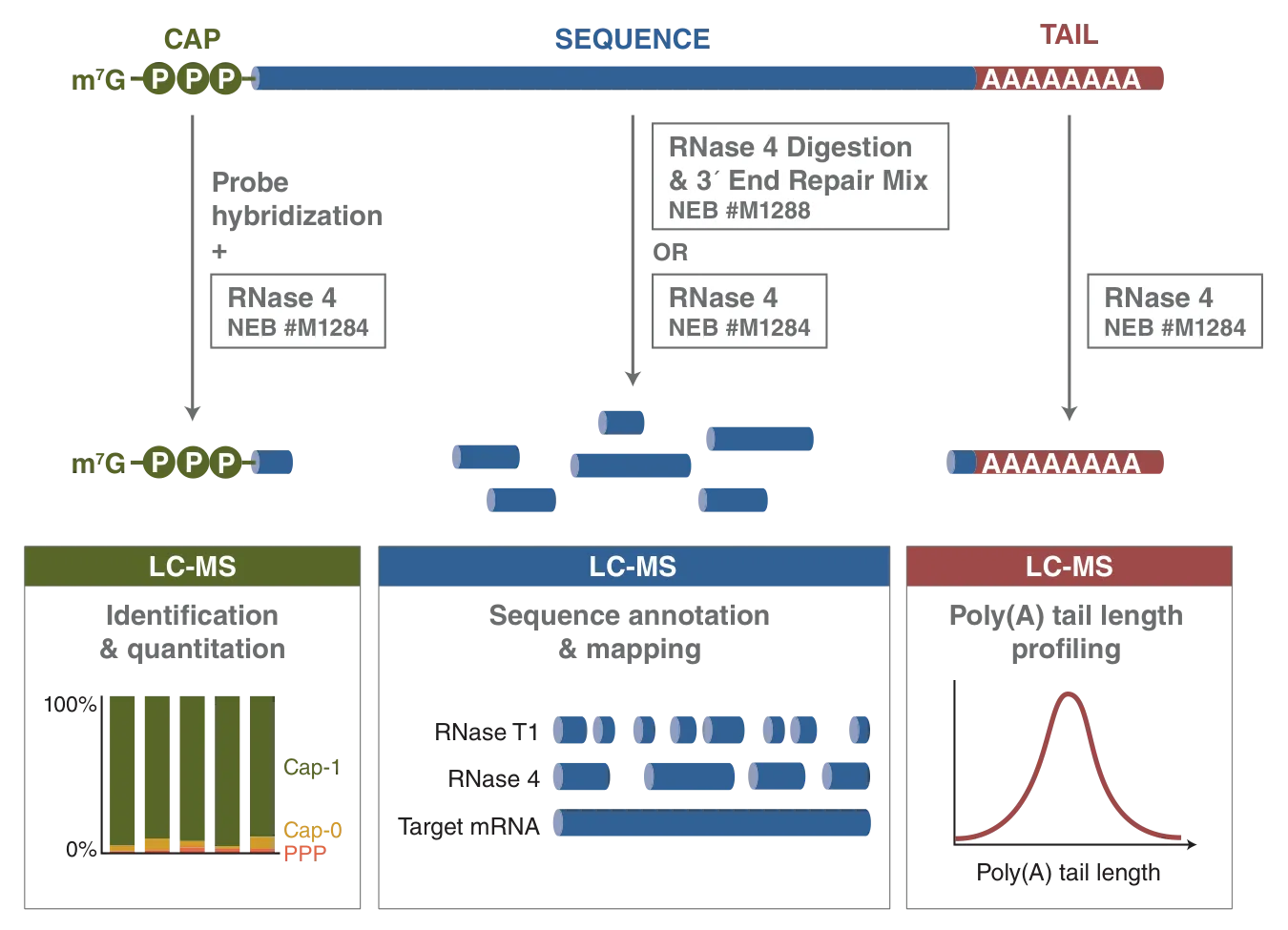 Diagram of product differentiation for RNase 4 and RNase 4 Digestion & 3´ End Repair Mix