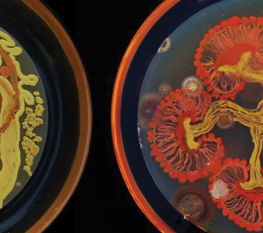 ArtsCreativity_PassionInScience2024_Blog_Thumb_0125 Bacterial art plates