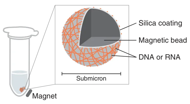 Illustration of magnetic beads in tube for magnetic bead-based nucleic acid purification showing a cross-section of the bead layers