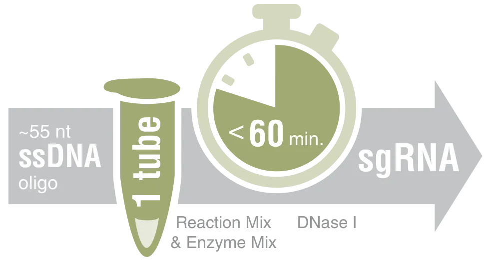 Infographic showing benefits of EnGen sgRNA Synthesis: 1 tube and stopwatch (<60 min.)