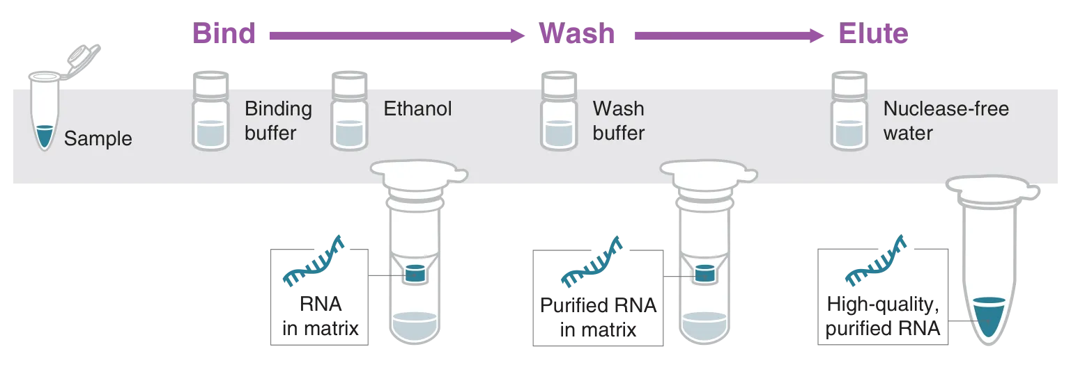 Workflow of RNA cleanup nucleic acid purification