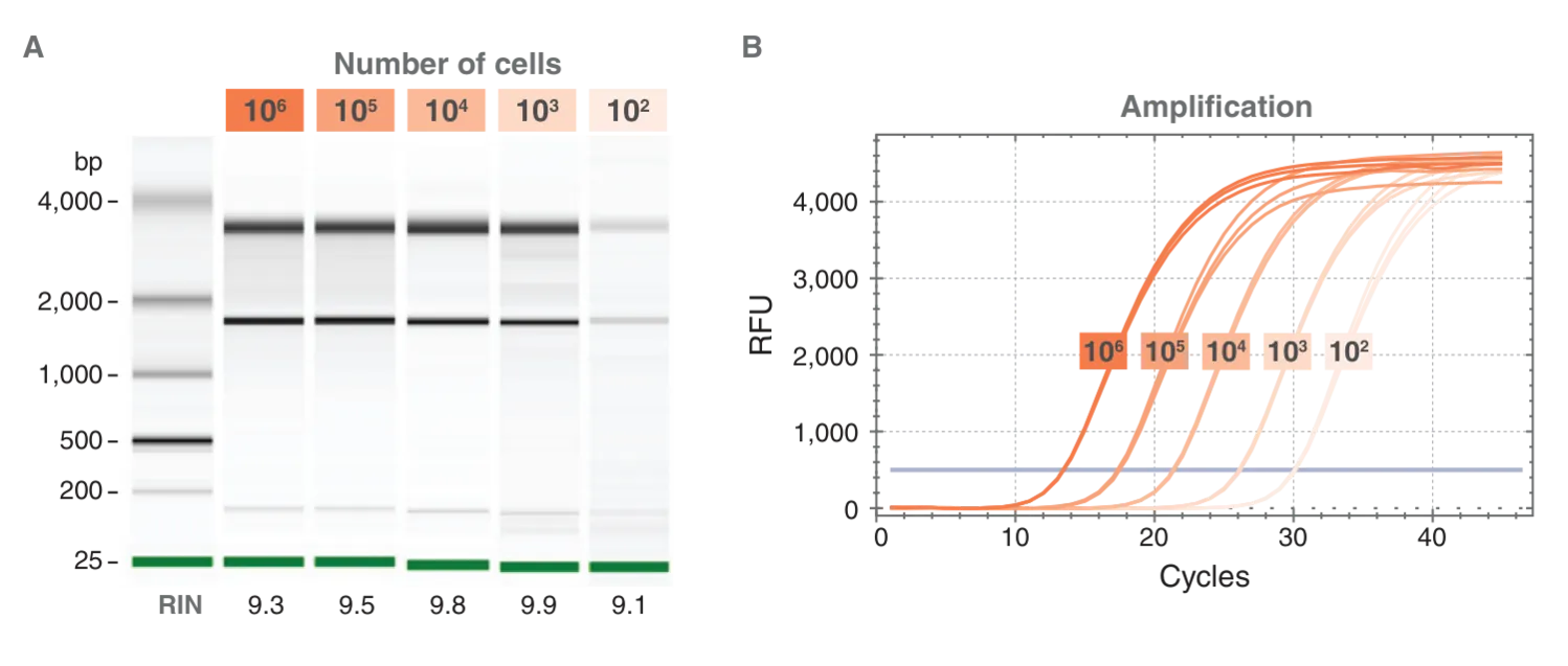 Gel and qPCR data for a variety of inputs (10^2 to 10^6 cells)