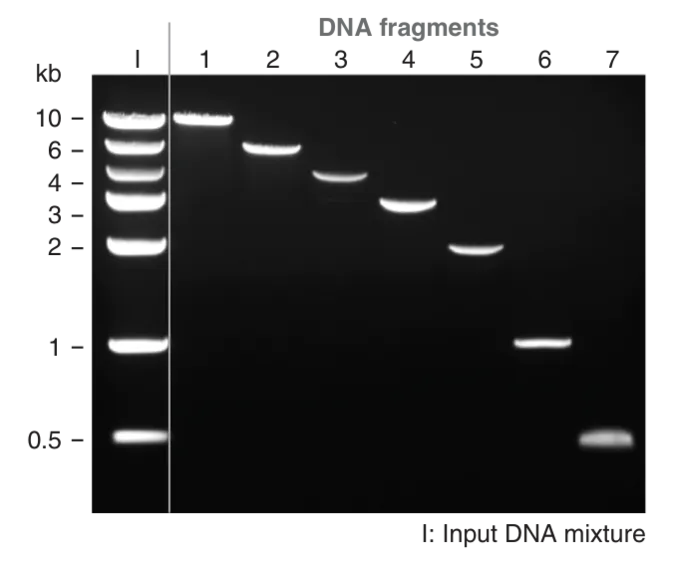 Gel photo showing broad size range
