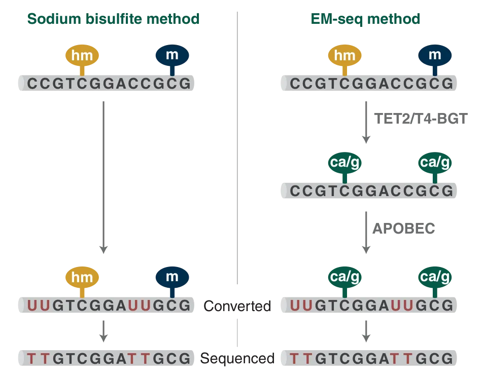 Diagram showing sodium bisulfite conversion method versus EM-seq conversion method