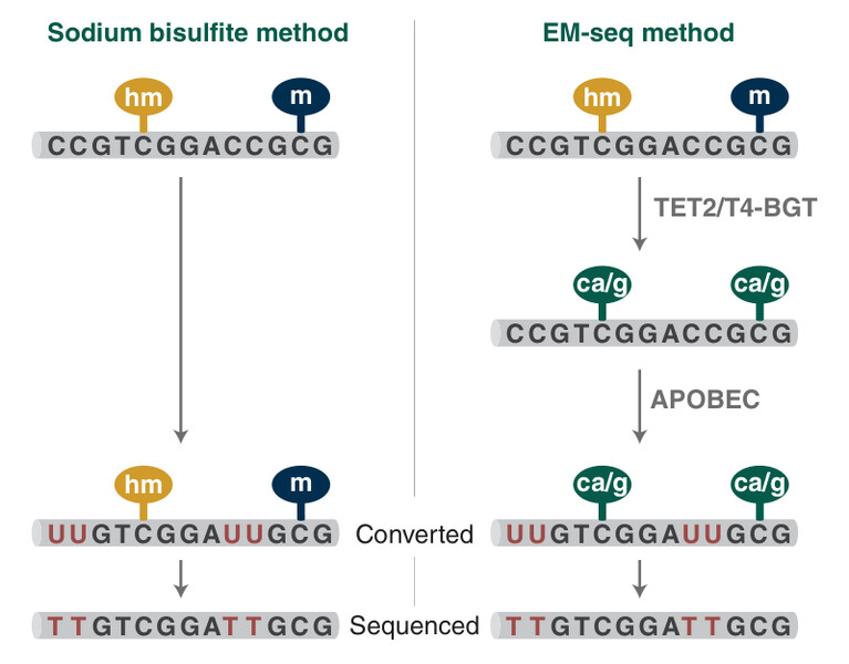 Diagram showing sodium bisulfite conversion method versus EM-seq conversion method