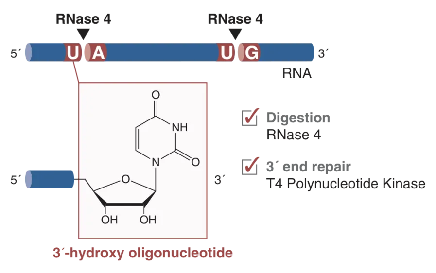 Graphic showing components of RNase 4 Digestion & 3´ End Repair Mix