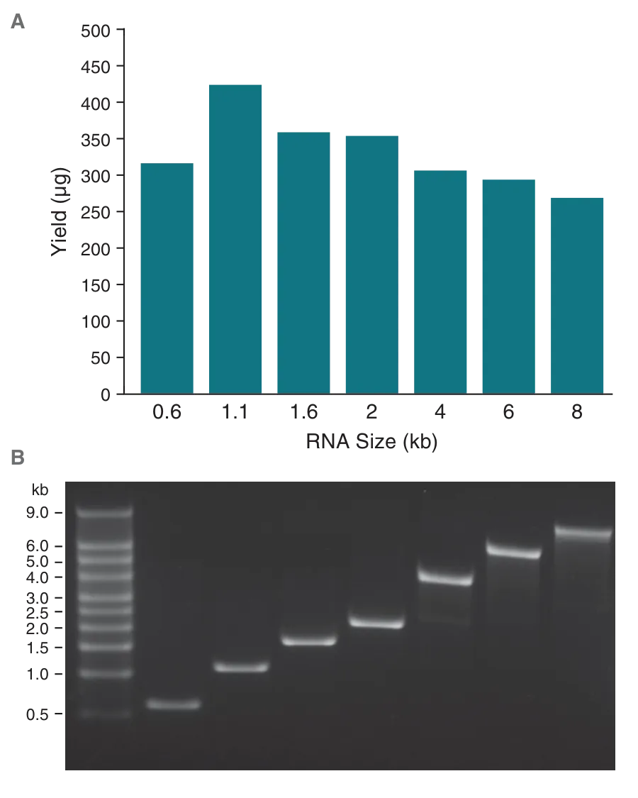 Graph and gel showing cleaning large quantities