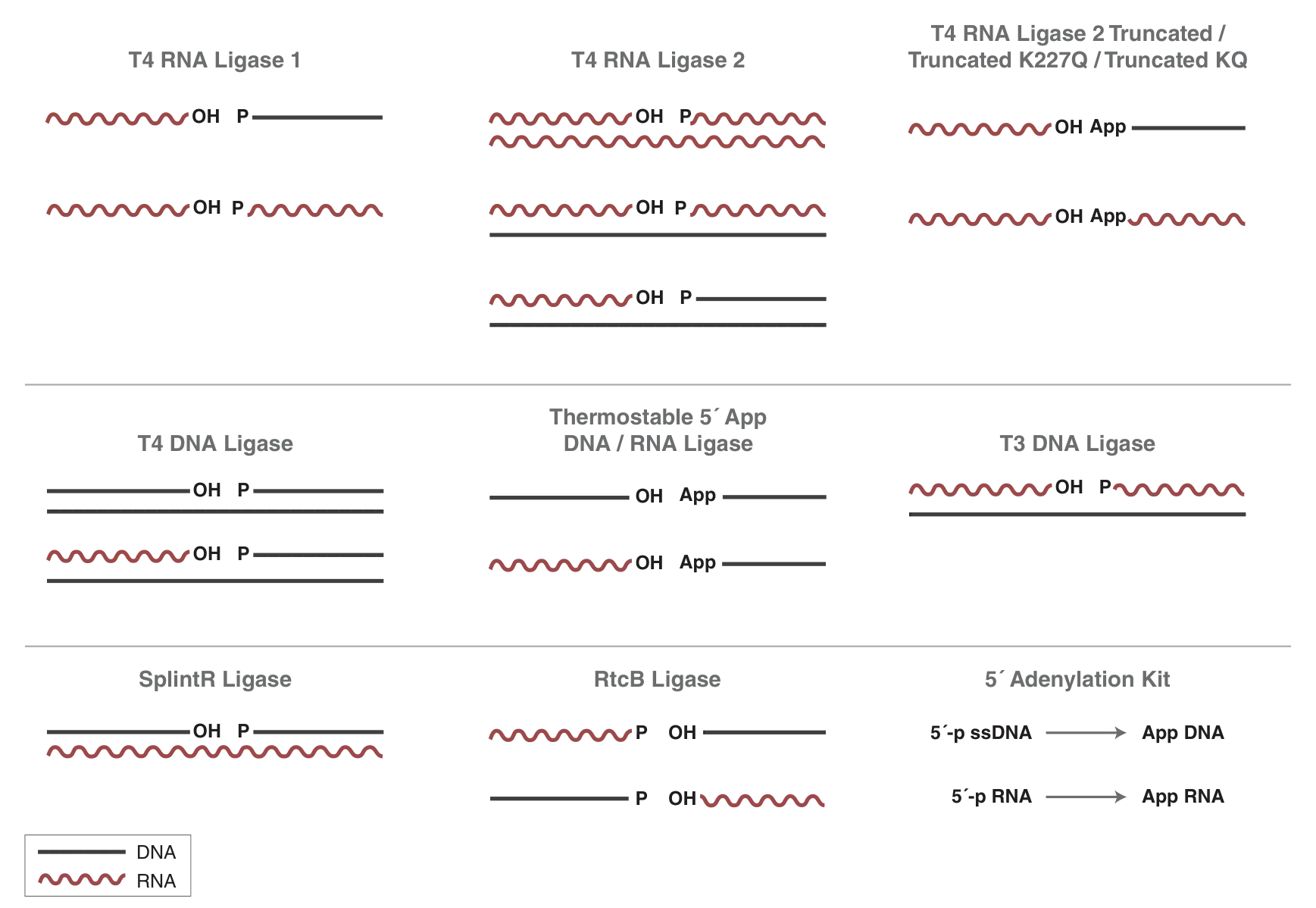 Reported ligation activities of various ligases for RNA and DNA
