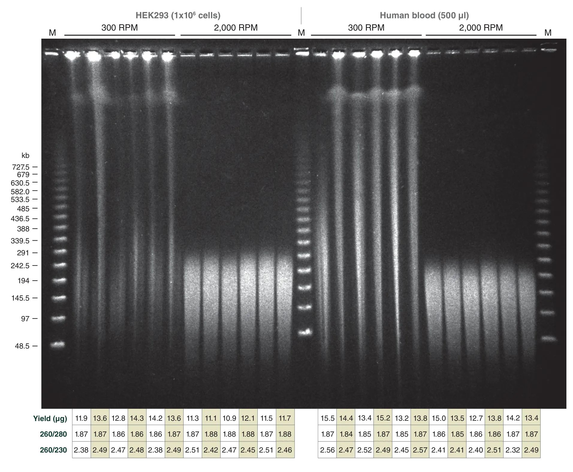 Gel photo showing cells blood reproducibility 