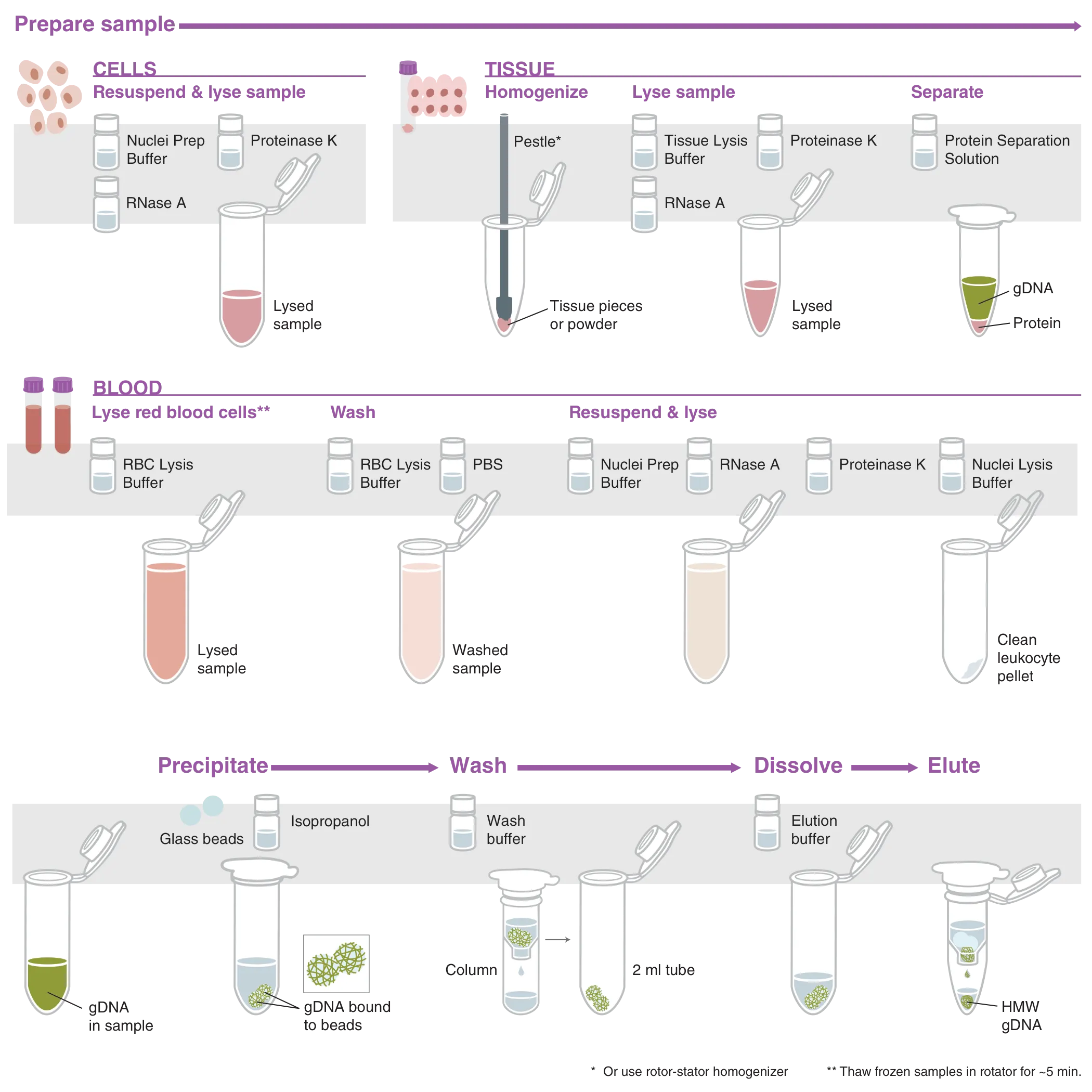 Workflow of high molecular weight gDNA extraction for blood, cells and tissue nucleic acid purification