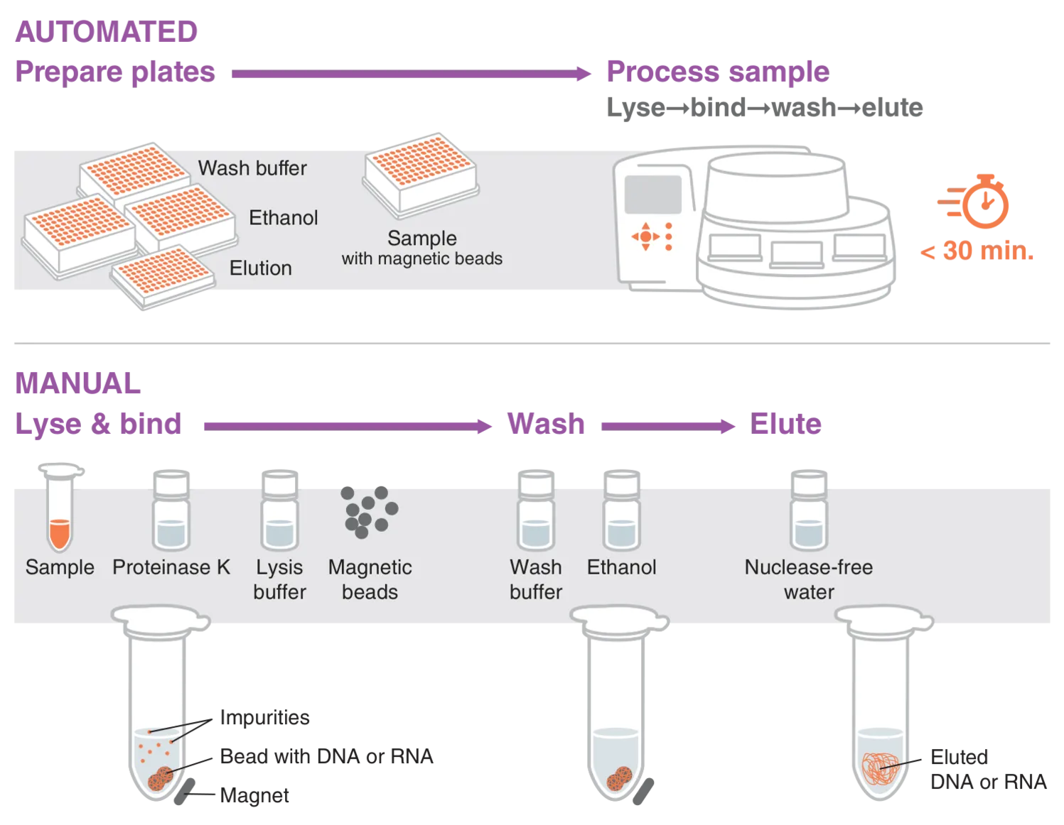 Workflow of magnetic bead-based nucleic acid purification