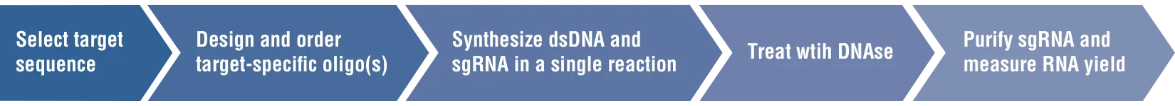 Arrow showing the 5 steps of the EnGen sgRNA Synthesis Kit workflow