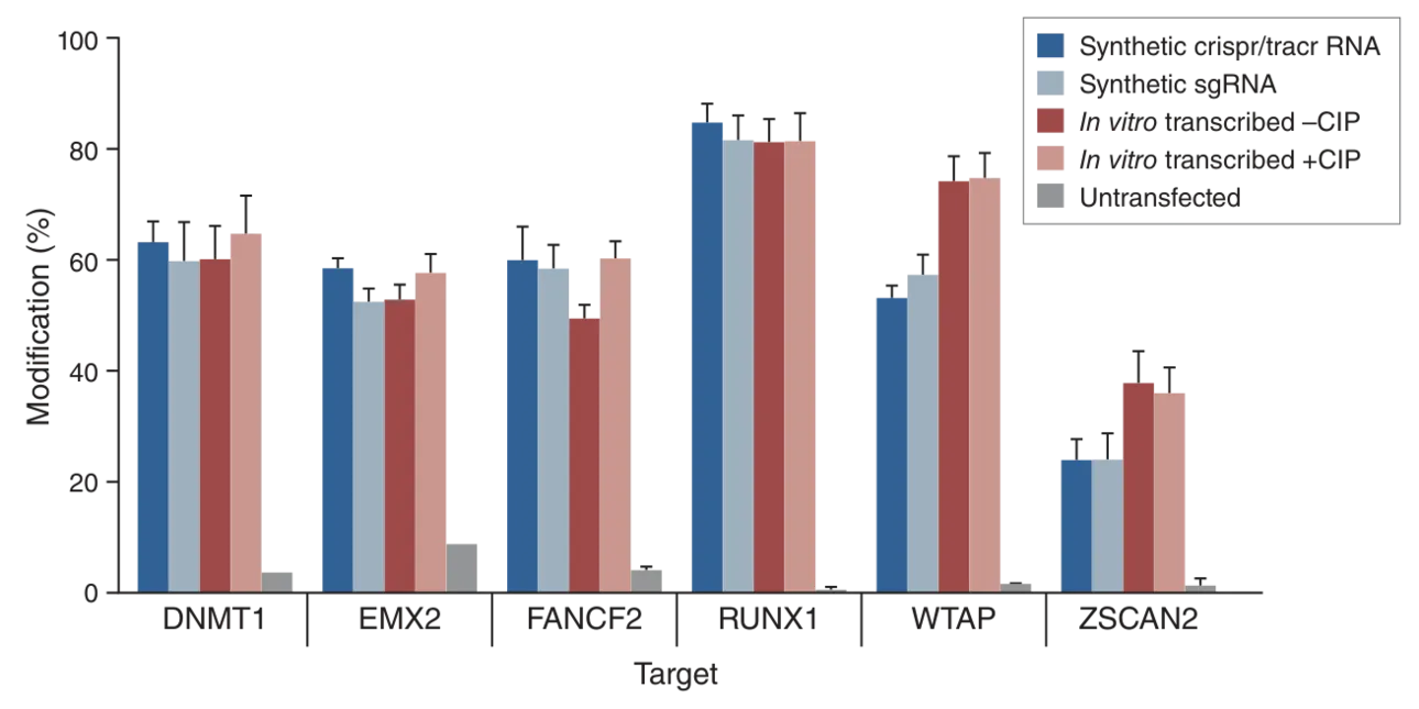 Graph showing sgRNA Synthesis comparison with synthetic in vitro transcribed RNA