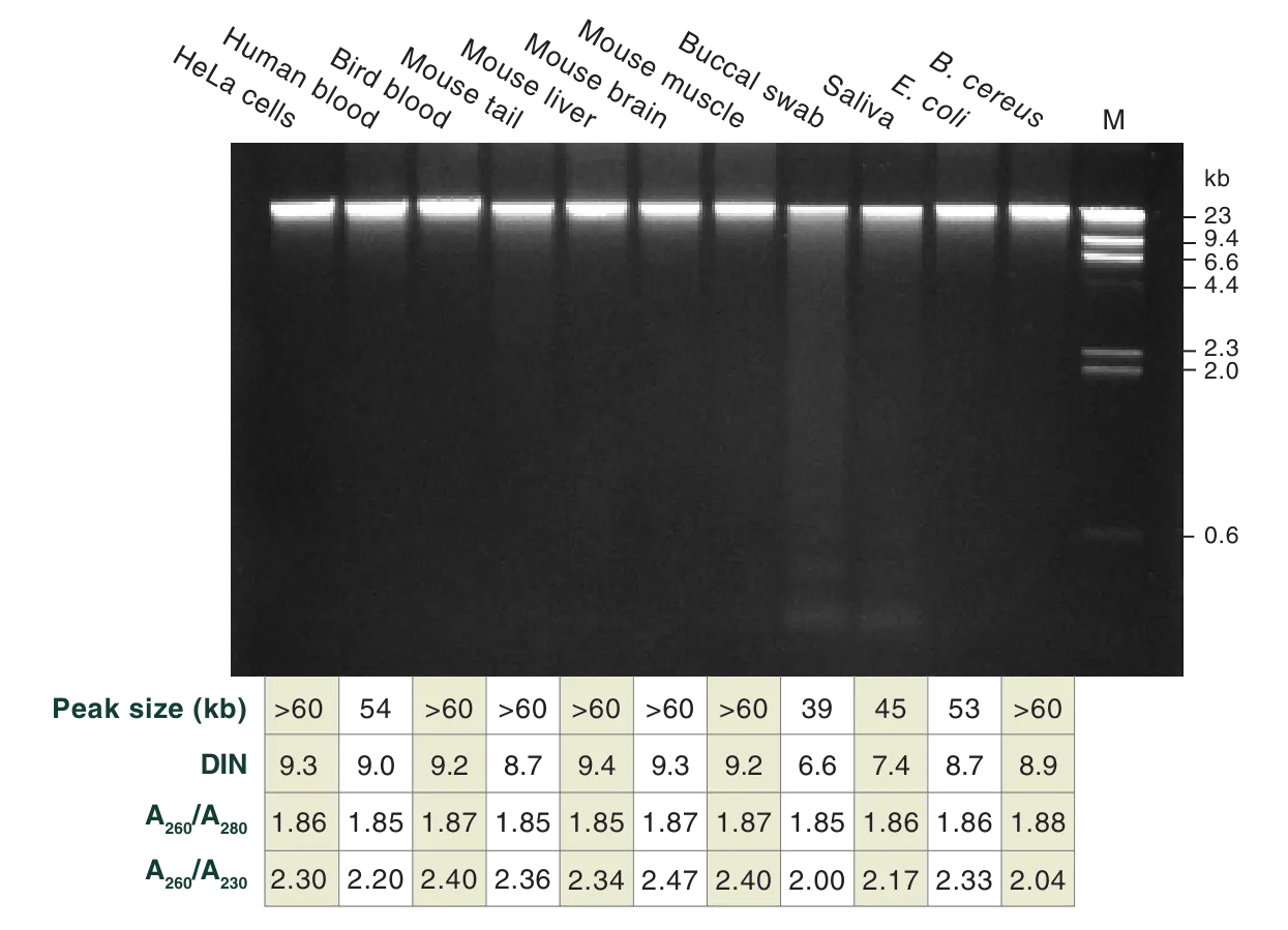 Gel photo showing High Molecular Weight